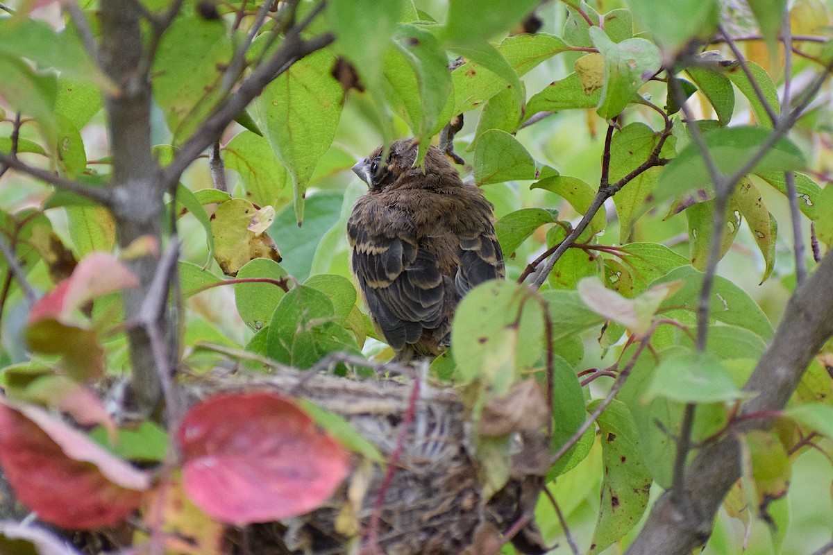 Blue Grosbeak - ML627533662