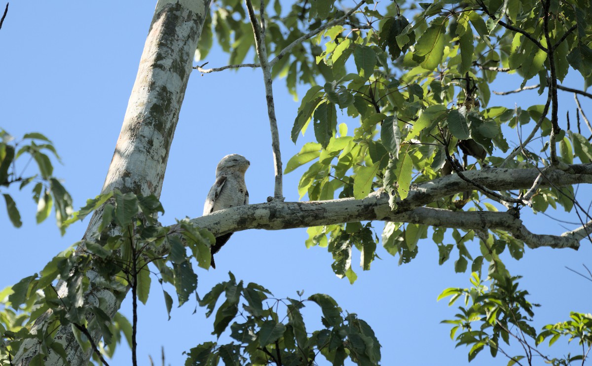 Great Potoo - ML627533667