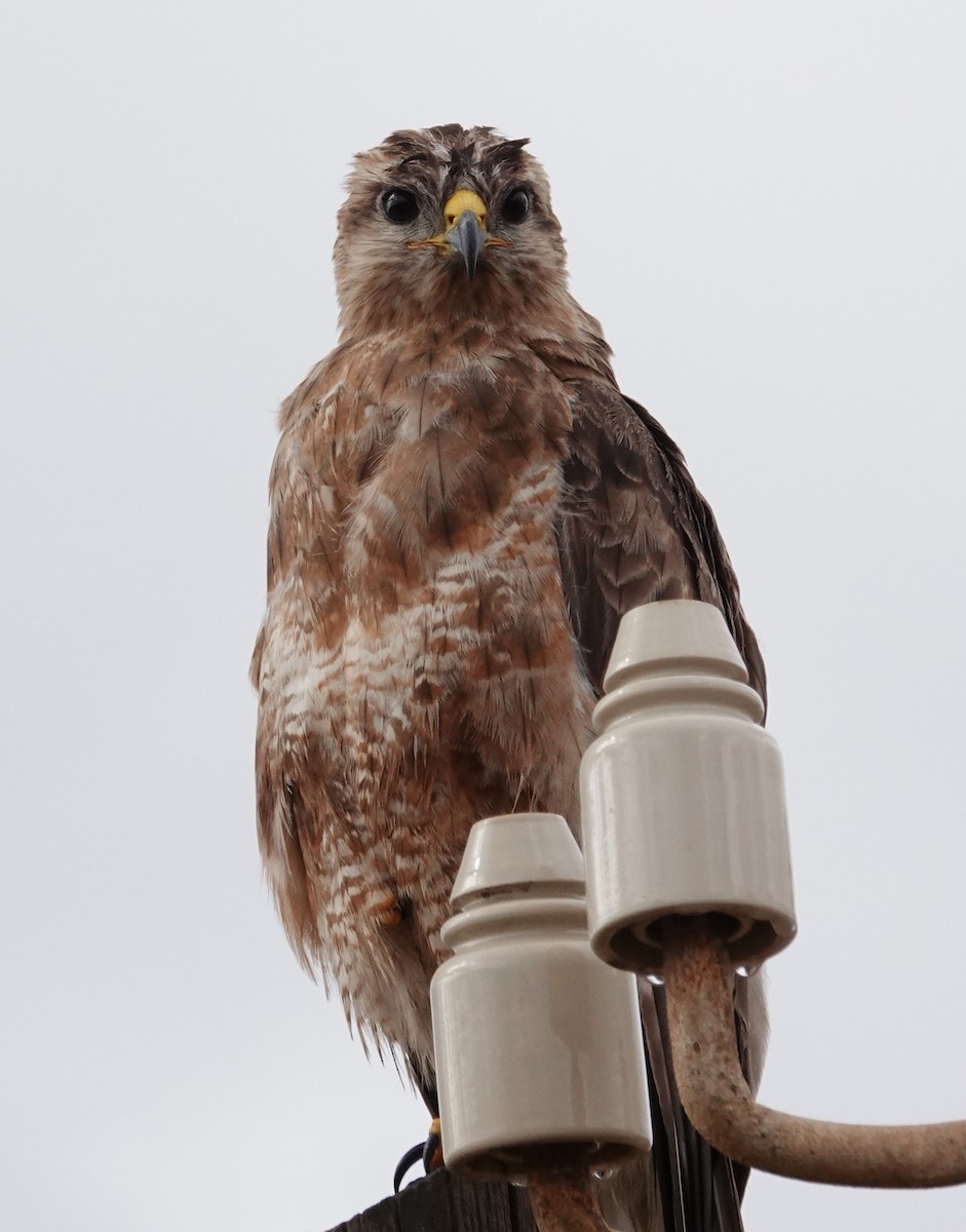 Mäusebussard (vulpinus/menetriesi) - ML627533772