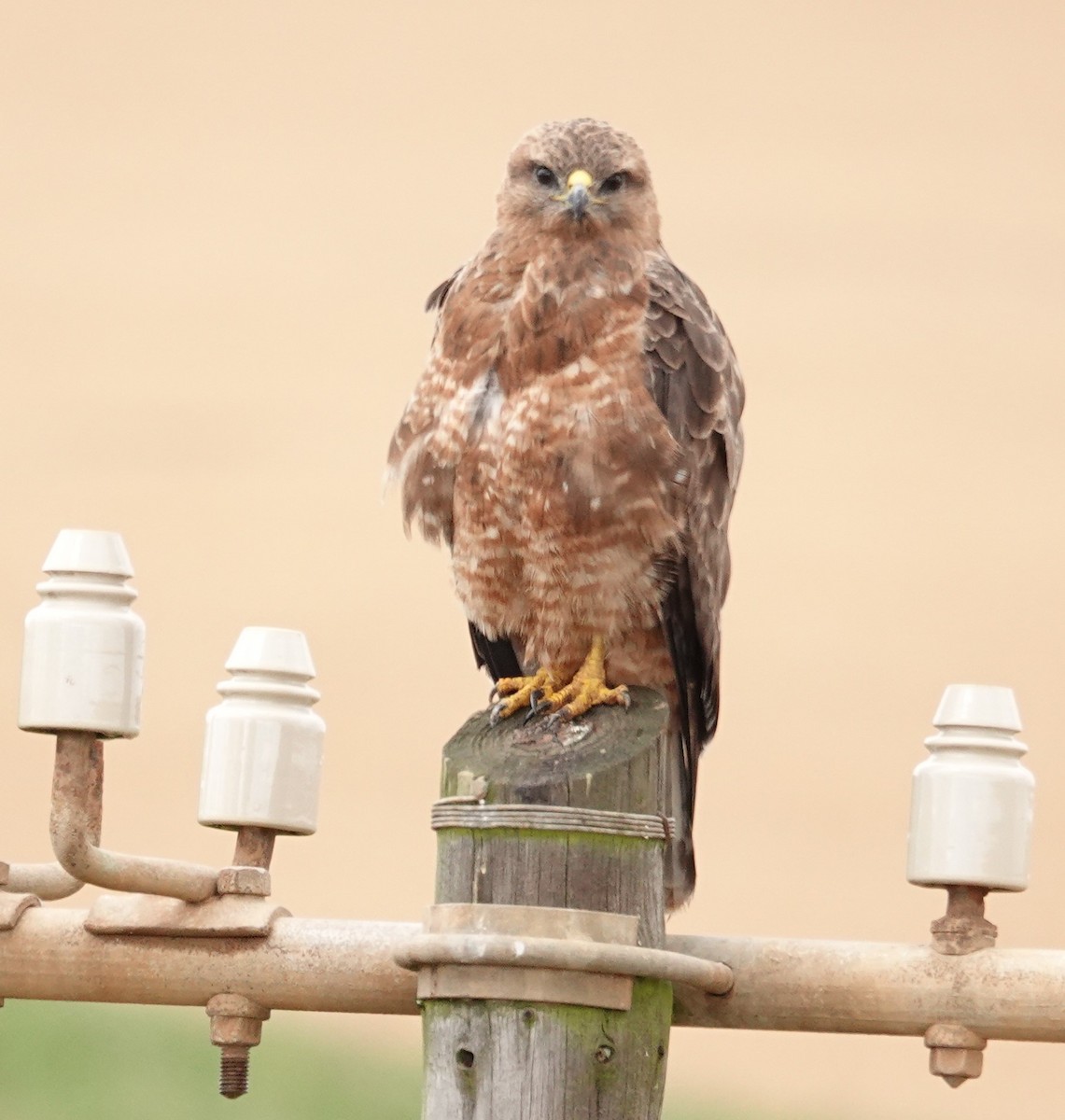 Mäusebussard (vulpinus/menetriesi) - ML627533783