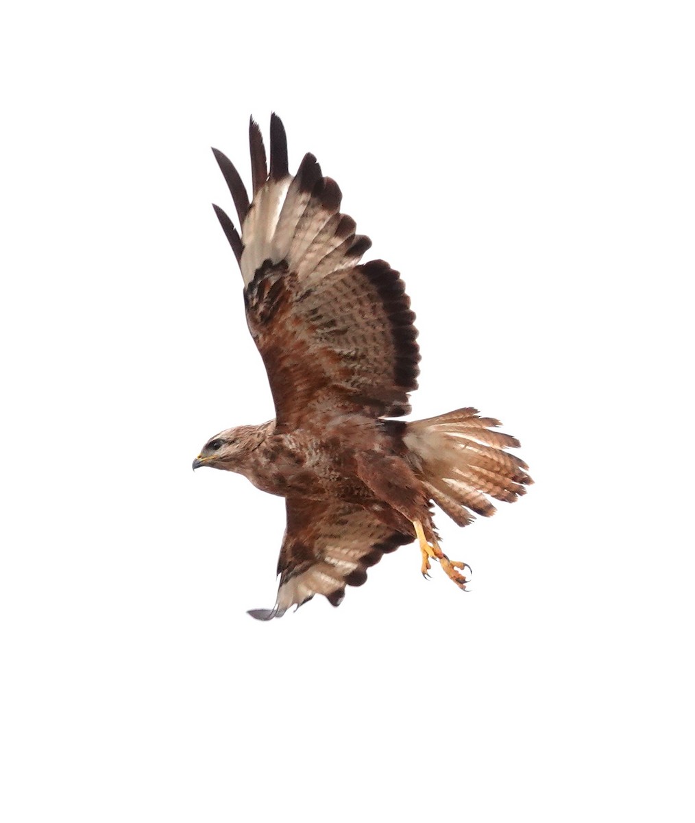 Mäusebussard (vulpinus/menetriesi) - ML627533786