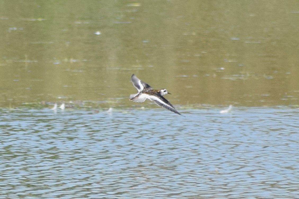 Red-necked Phalarope - ML627533933