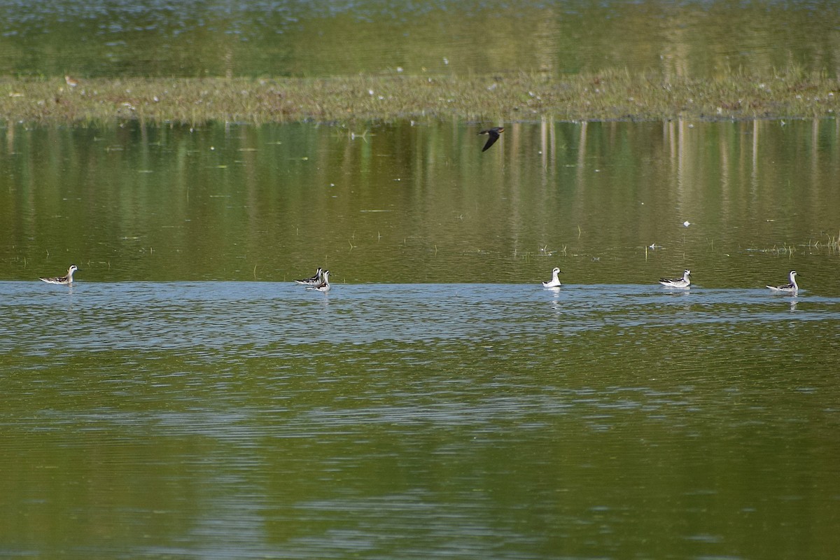 Red-necked Phalarope - ML627533951