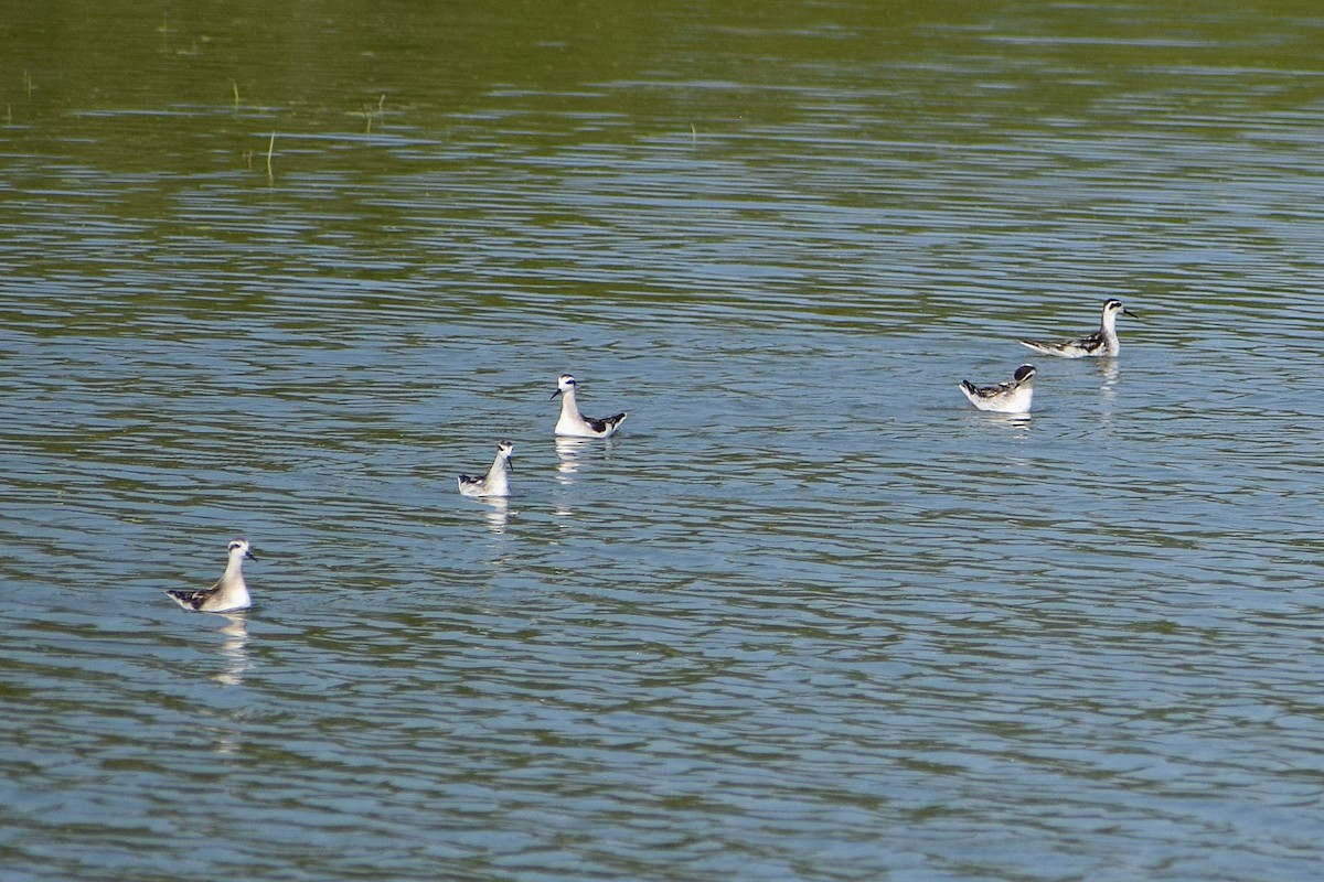 Red-necked Phalarope - ML627533953