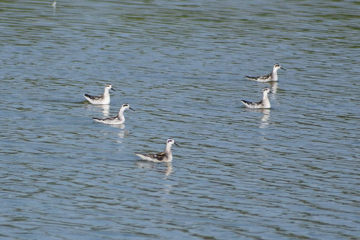 Red-necked Phalarope - ML627533956