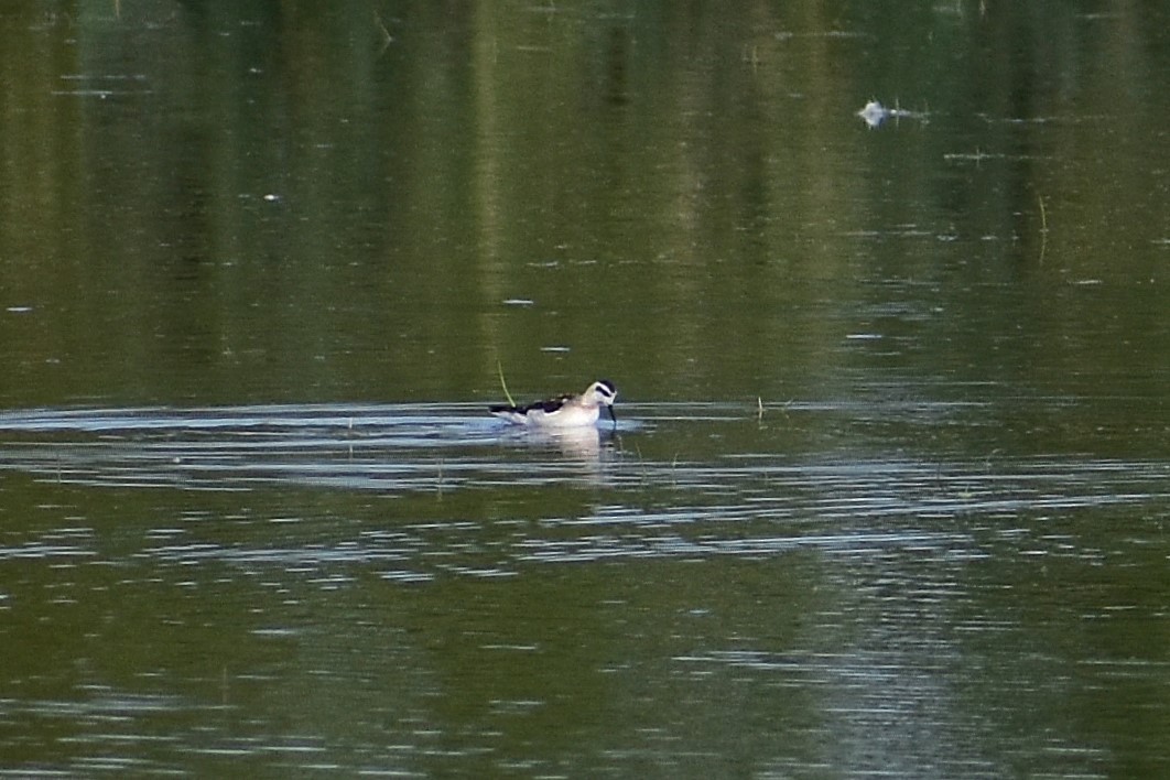 Red-necked Phalarope - ML627534029