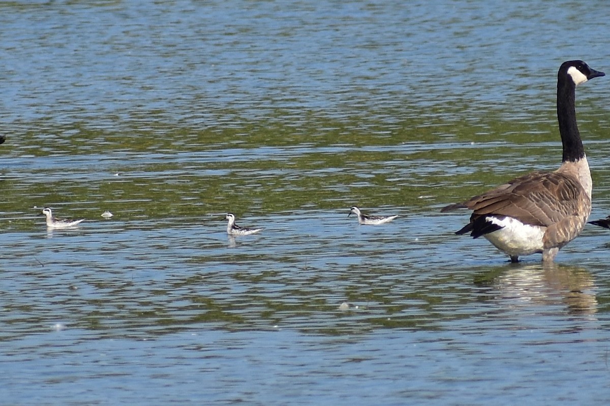 Red-necked Phalarope - ML627534030