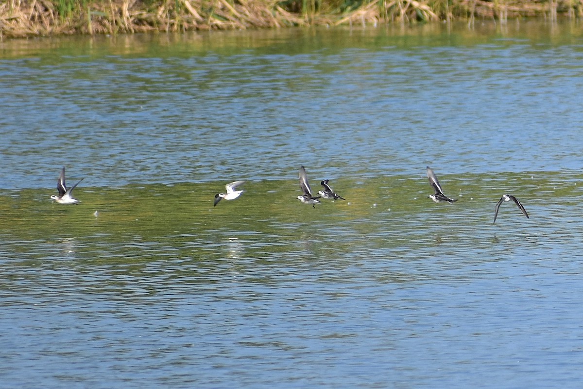Red-necked Phalarope - ML627534032