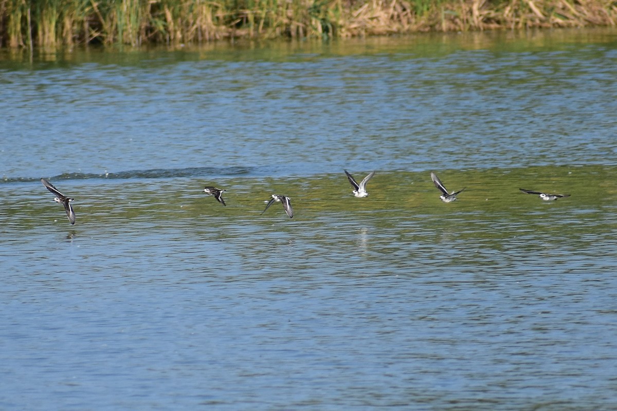 Red-necked Phalarope - ML627534033