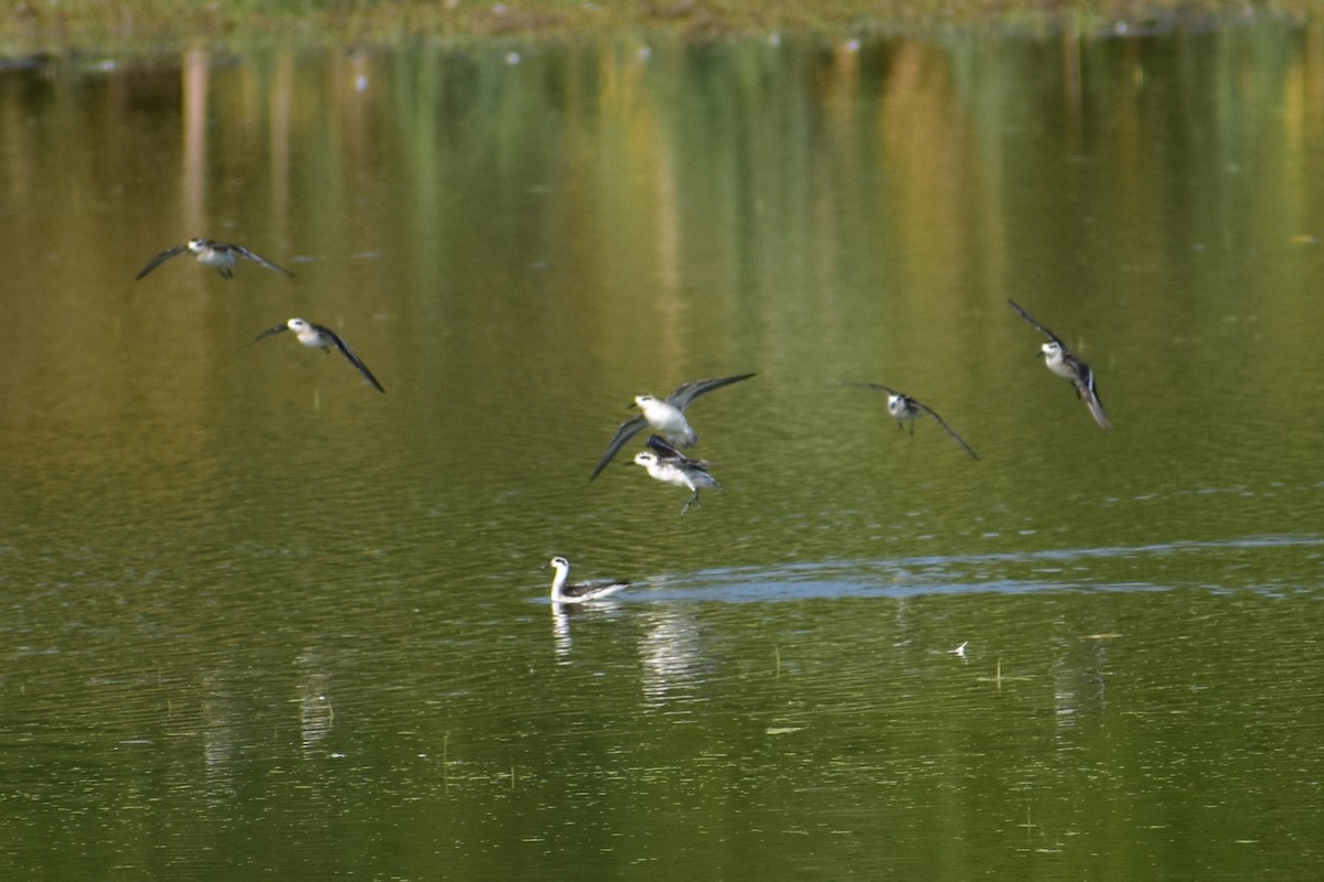 Red-necked Phalarope - ML627534034
