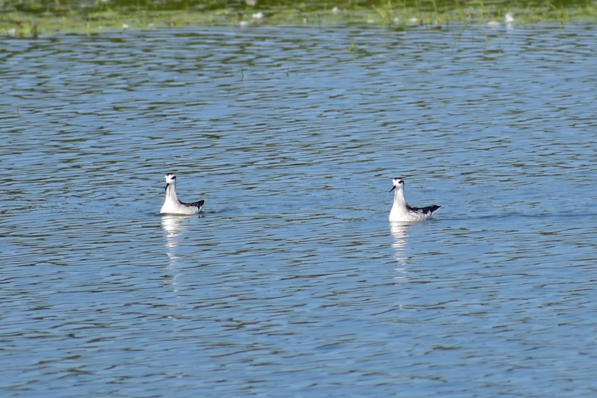 Red-necked Phalarope - ML627534039