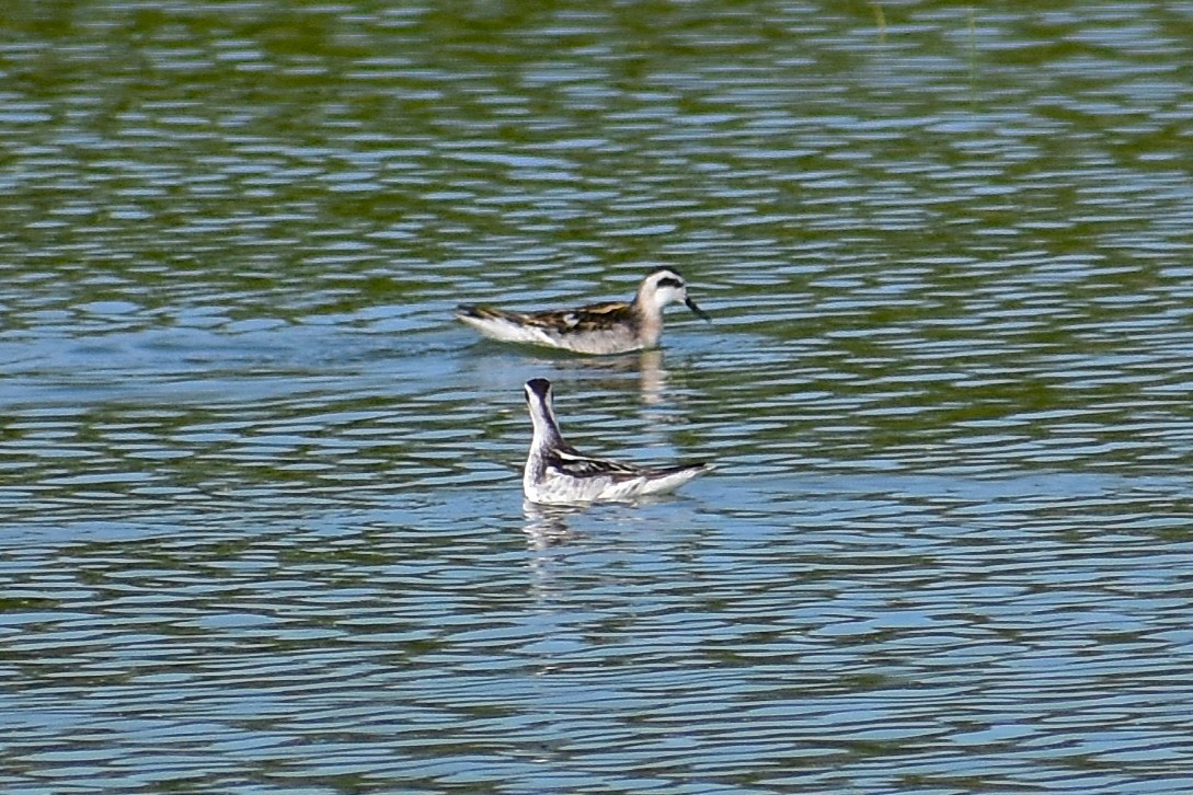 Red-necked Phalarope - ML627534044