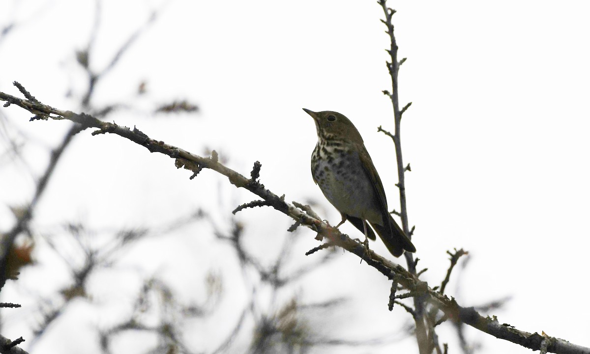 Hermit Thrush - ML627534057