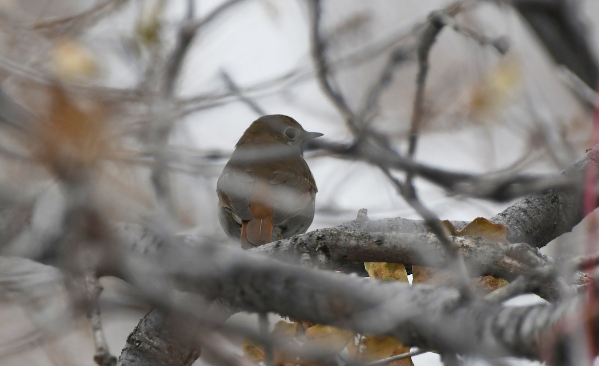 Hermit Thrush - ML627534058