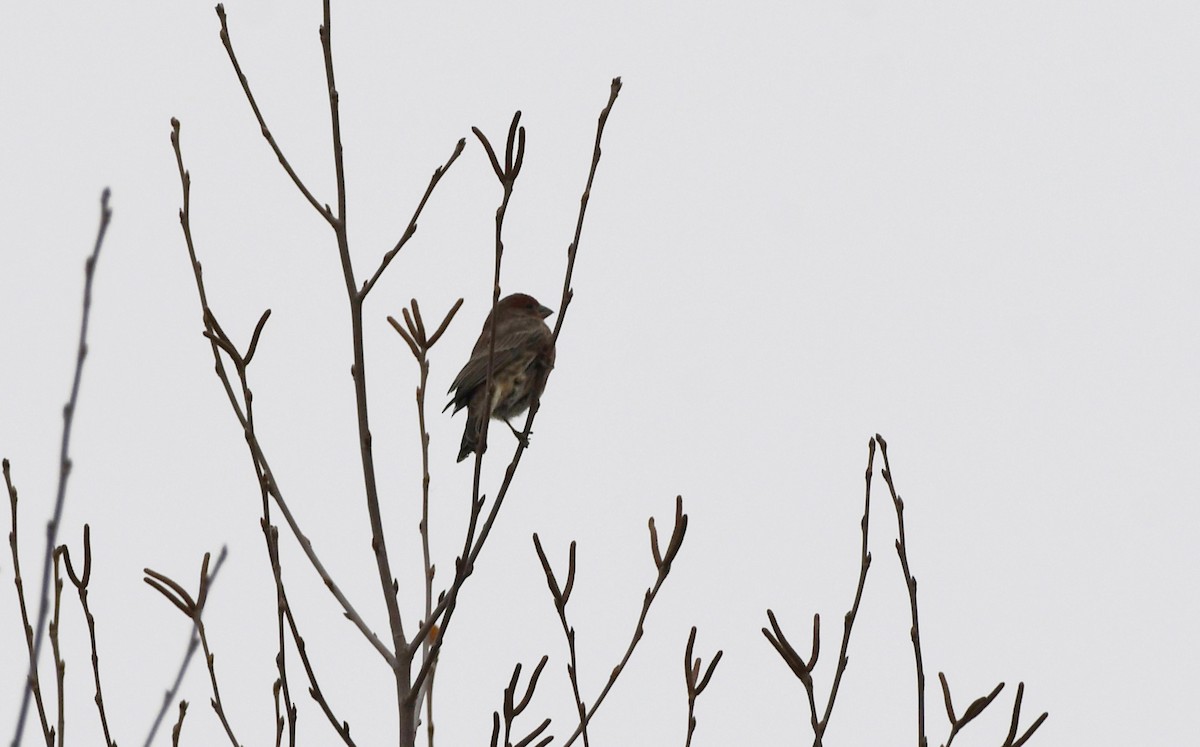 House Finch - ML627534064