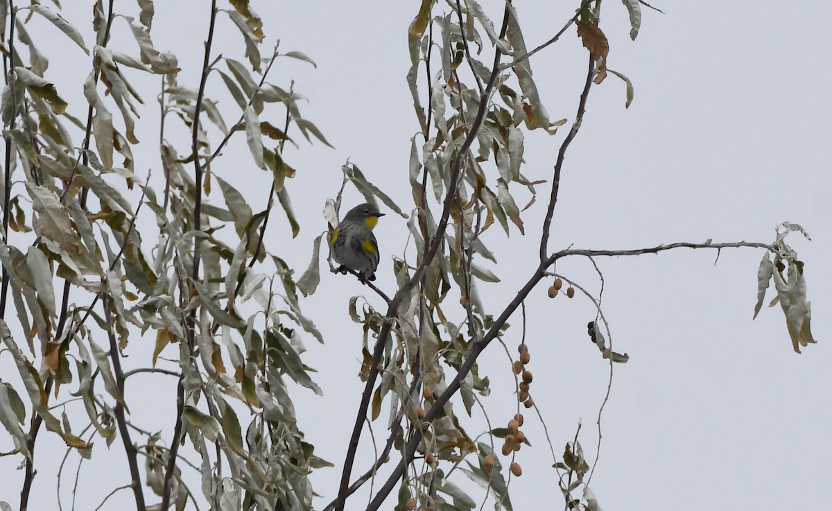 Yellow-rumped Warbler (Audubon's) - ML627534070