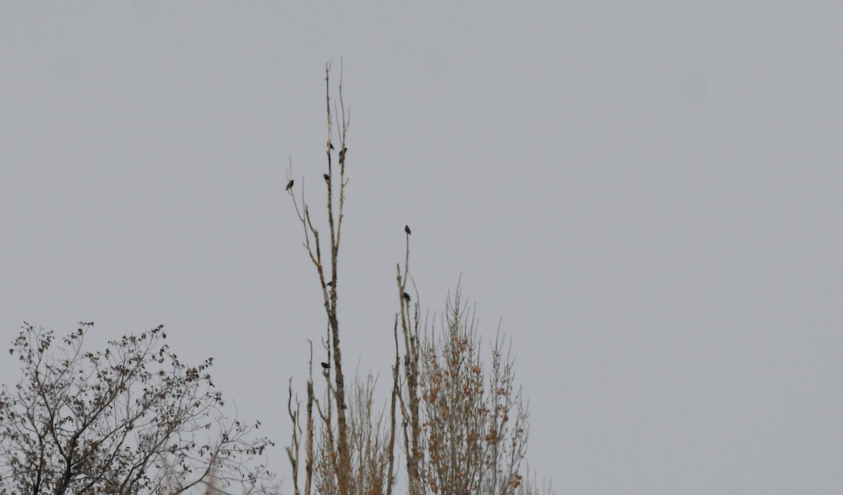 European Starling - ML627534074