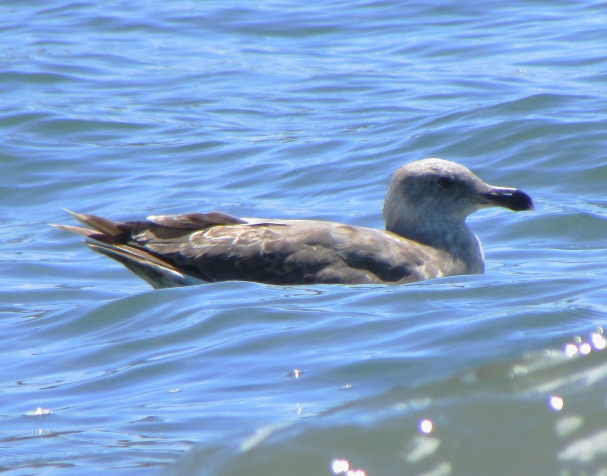 Western Gull - ML627534095