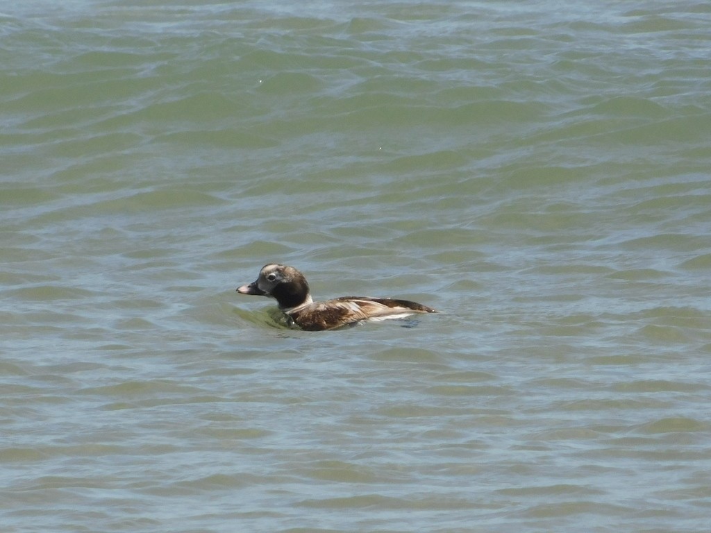 Long-tailed Duck - ML627534179