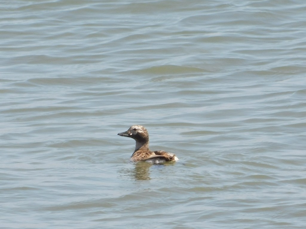 Long-tailed Duck - ML627534190