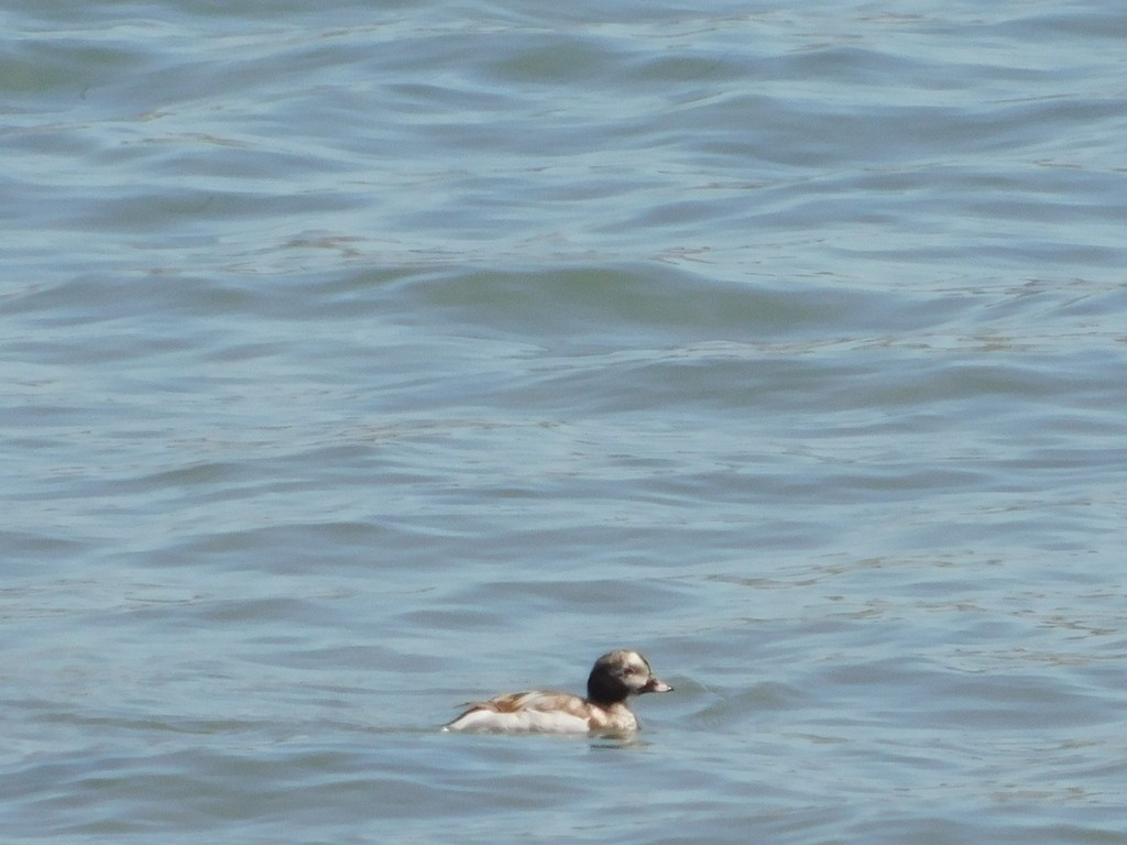 Long-tailed Duck - ML627534196