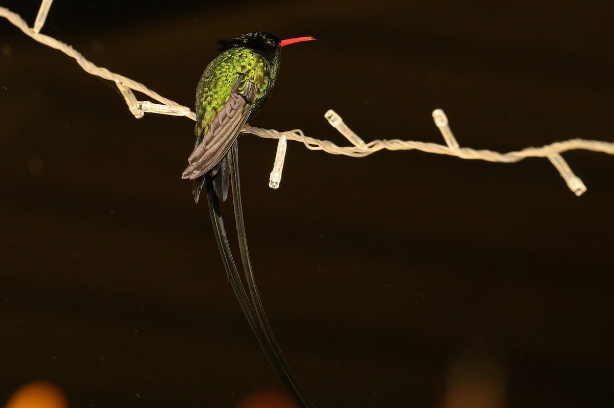 Red-billed Streamertail - ML627534346