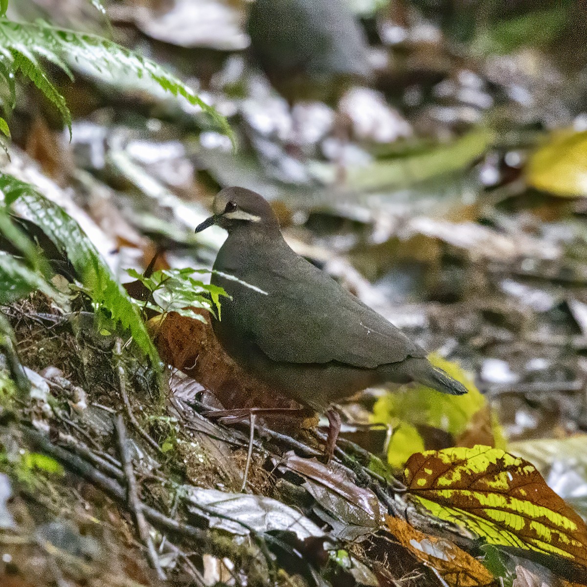 Olive-backed Quail-Dove - ML627534544