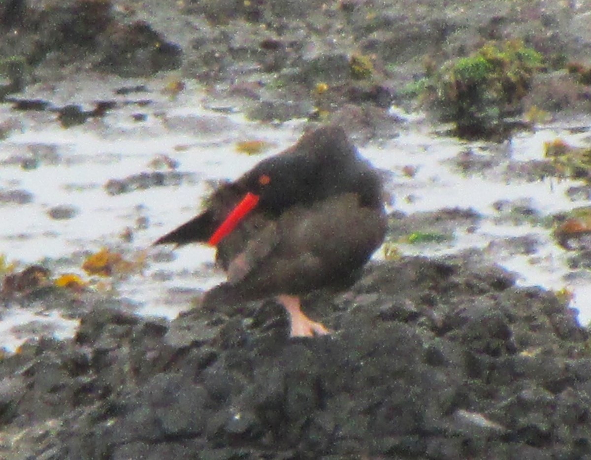 Black Oystercatcher - ML627534594