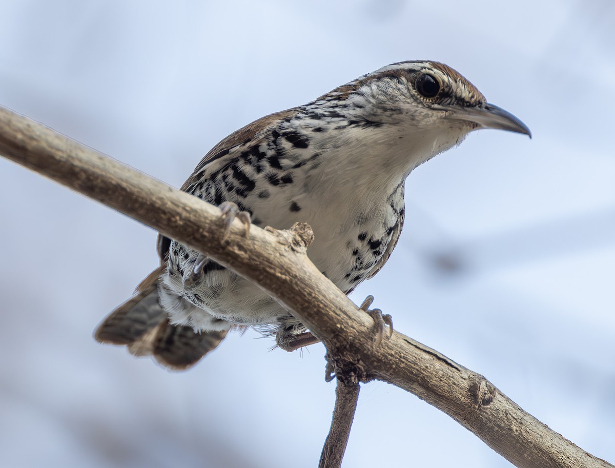 Banded Wren - ML627534607