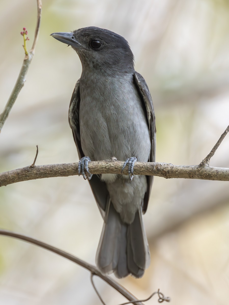 Rose-throated Becard - ML627534613