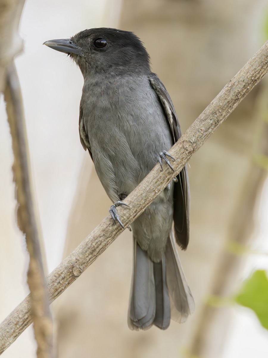 Rose-throated Becard - ML627534614