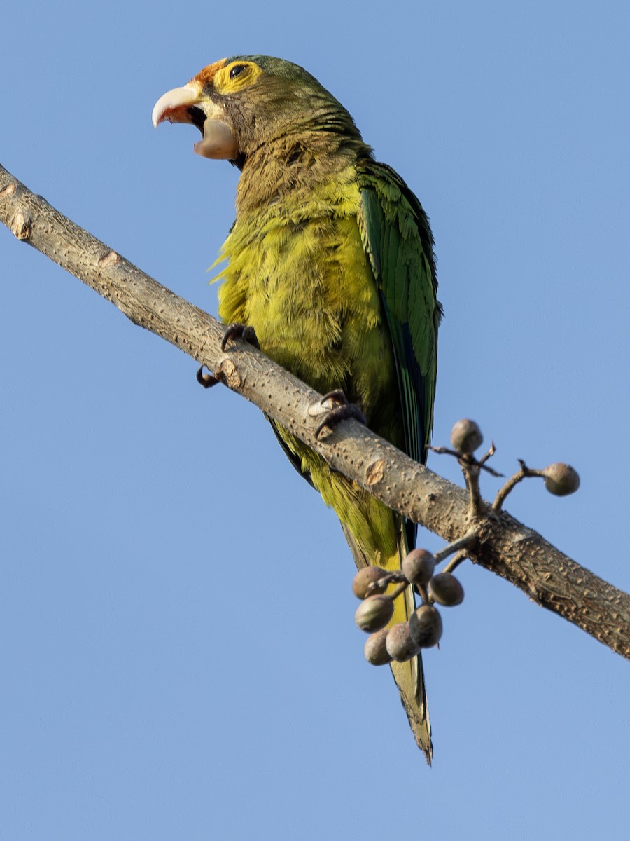 Orange-fronted Parakeet - ML627534621