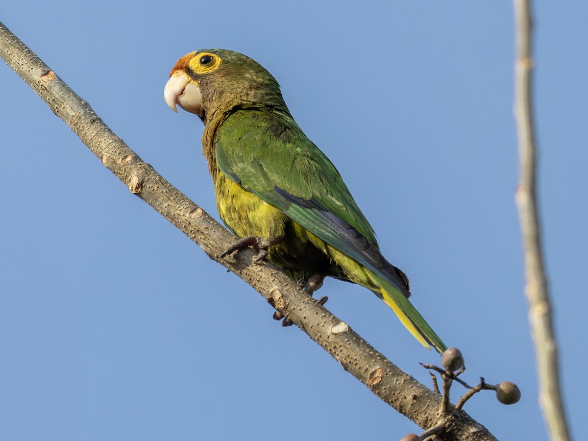 Orange-fronted Parakeet - ML627534622