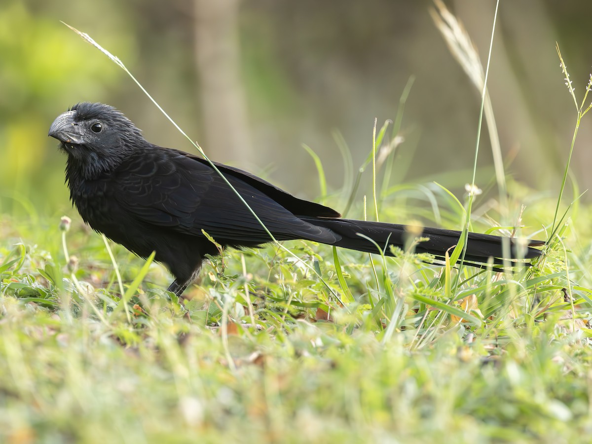 Groove-billed Ani - ML627534638