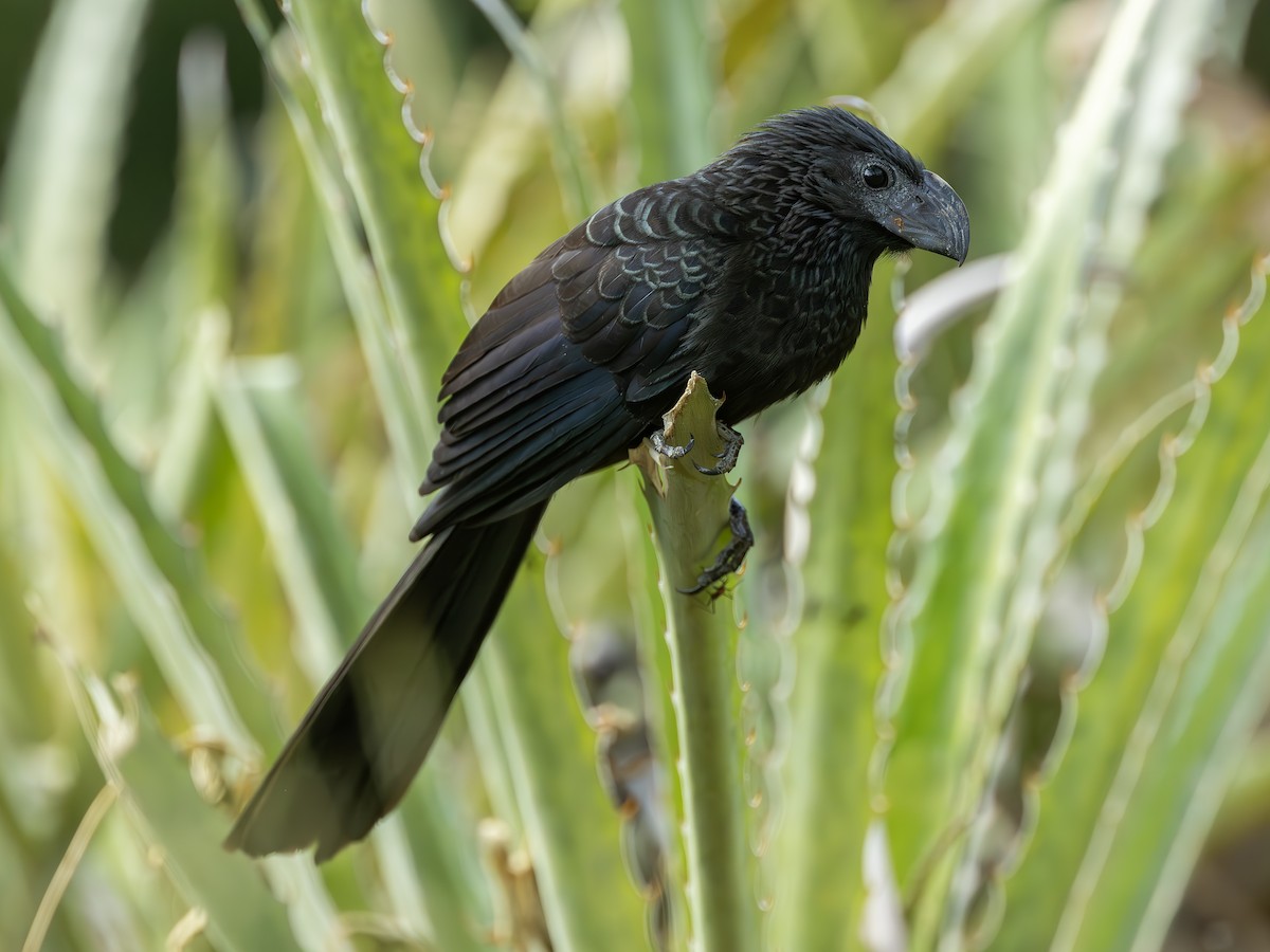 Groove-billed Ani - ML627534639