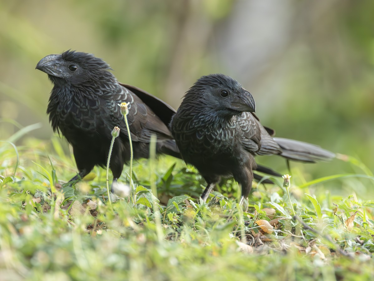 Groove-billed Ani - ML627534640