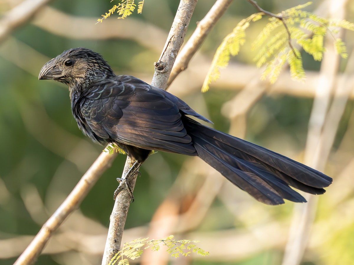 Groove-billed Ani - ML627534641