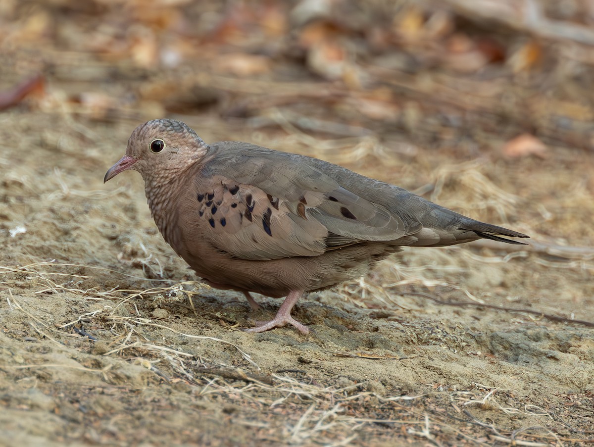 Common Ground Dove - ML627534647