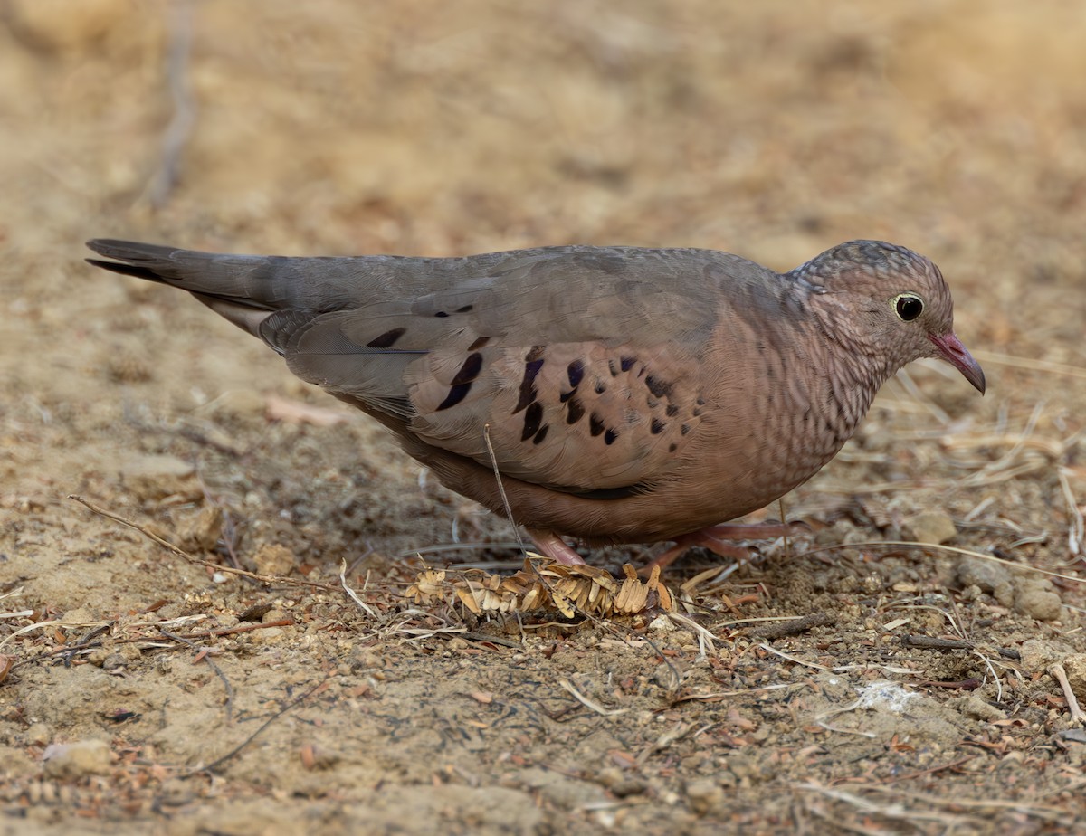 Common Ground Dove - ML627534648