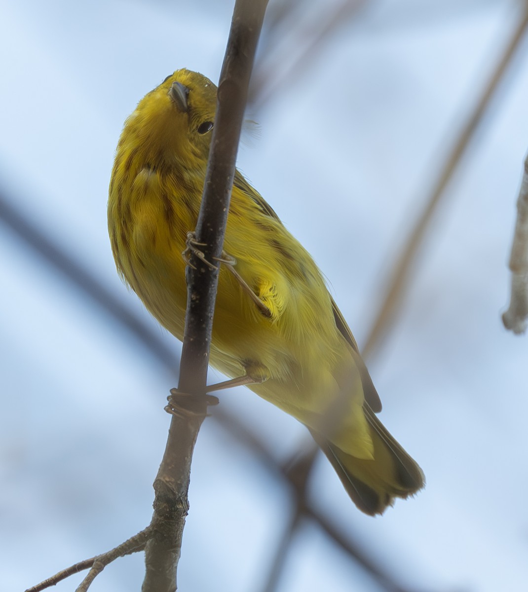 Yellow Warbler (Mangrove) - ML627534655