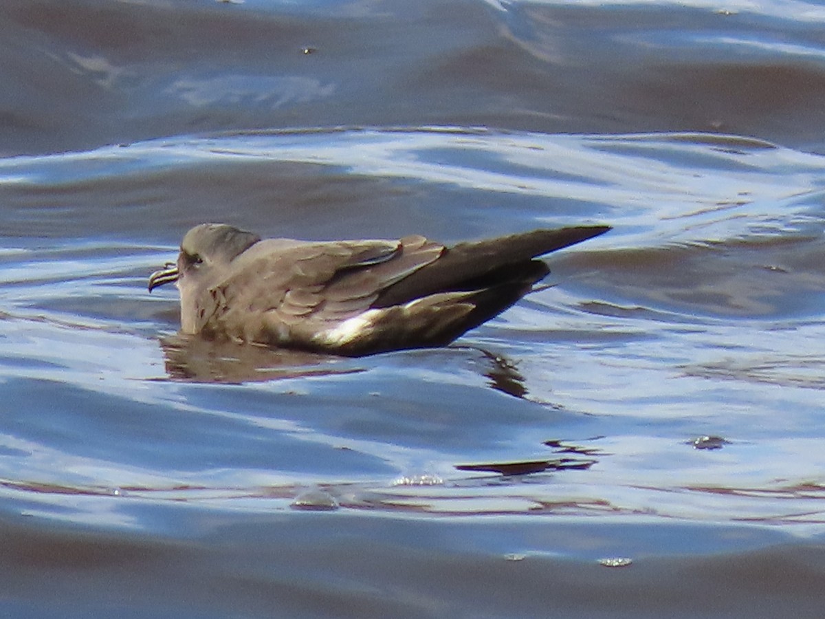 Leach's Storm-Petrel - ML627534836