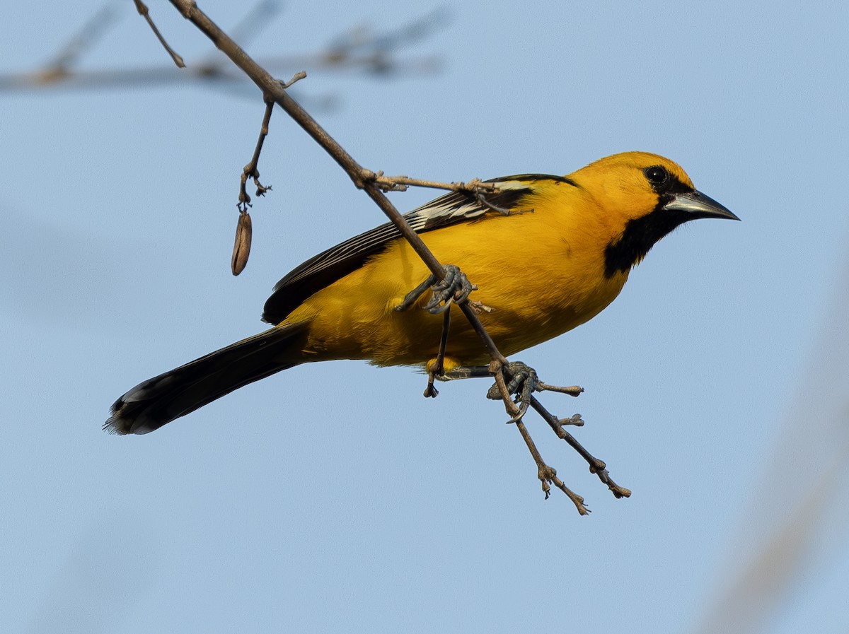 Streak-backed Oriole (Streak-backed) - ML627534844