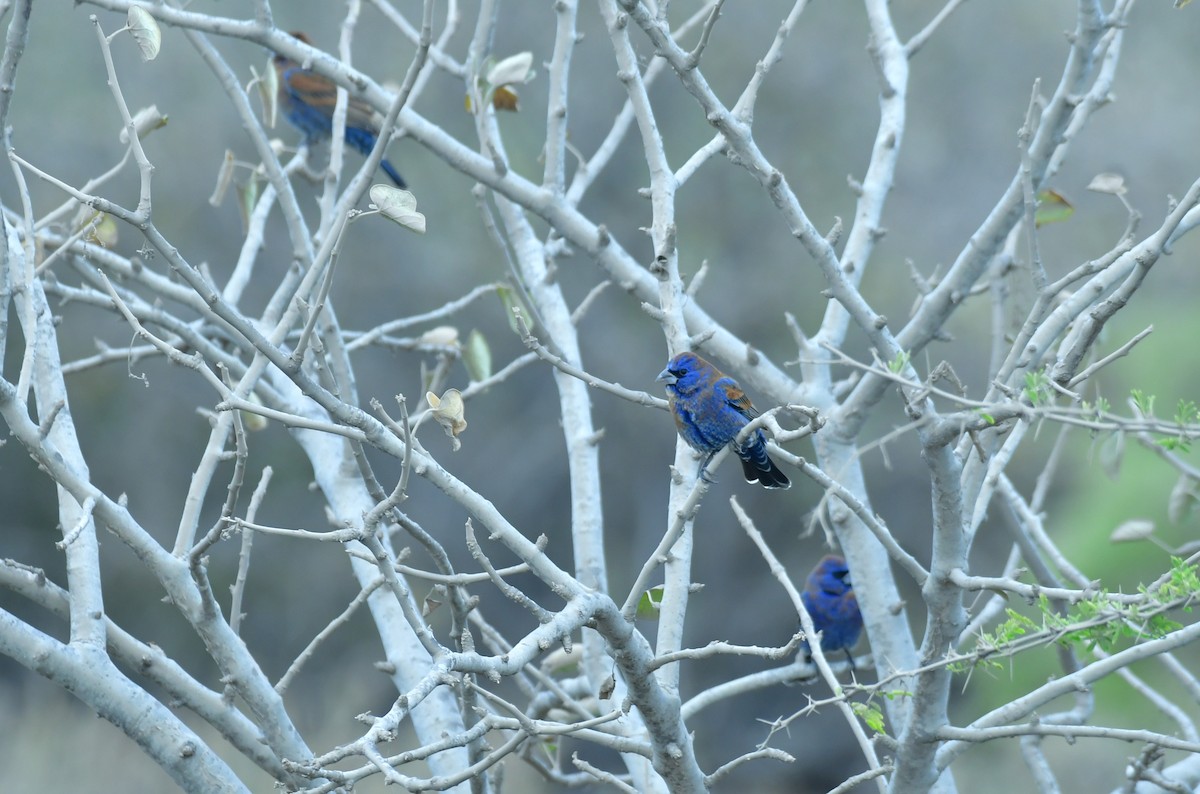 Blue Grosbeak - ML627534846