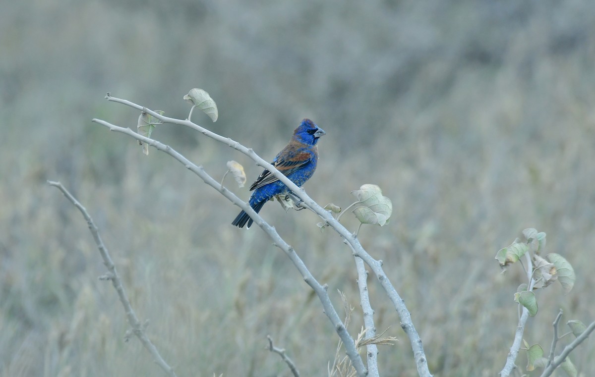 Blue Grosbeak - ML627534847