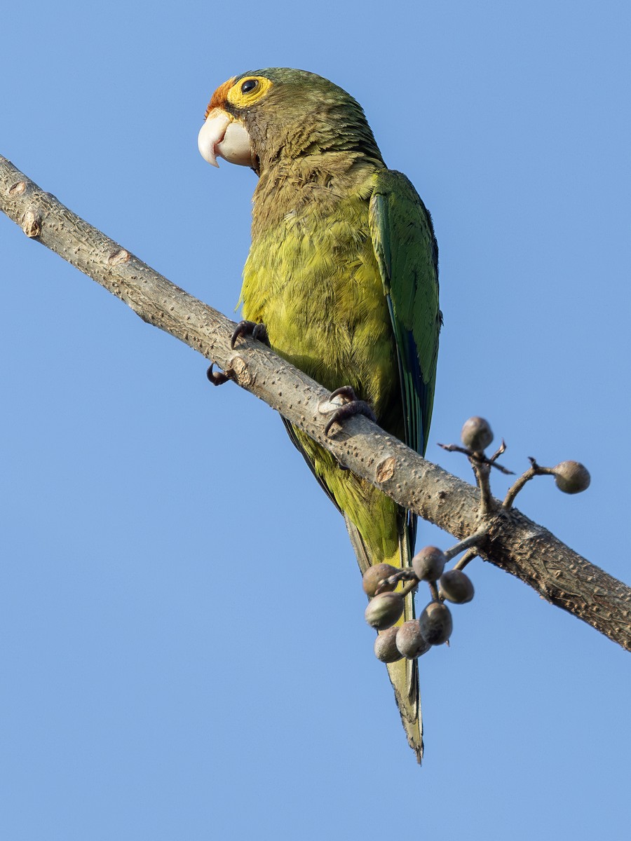 Orange-fronted Parakeet - ML627534854