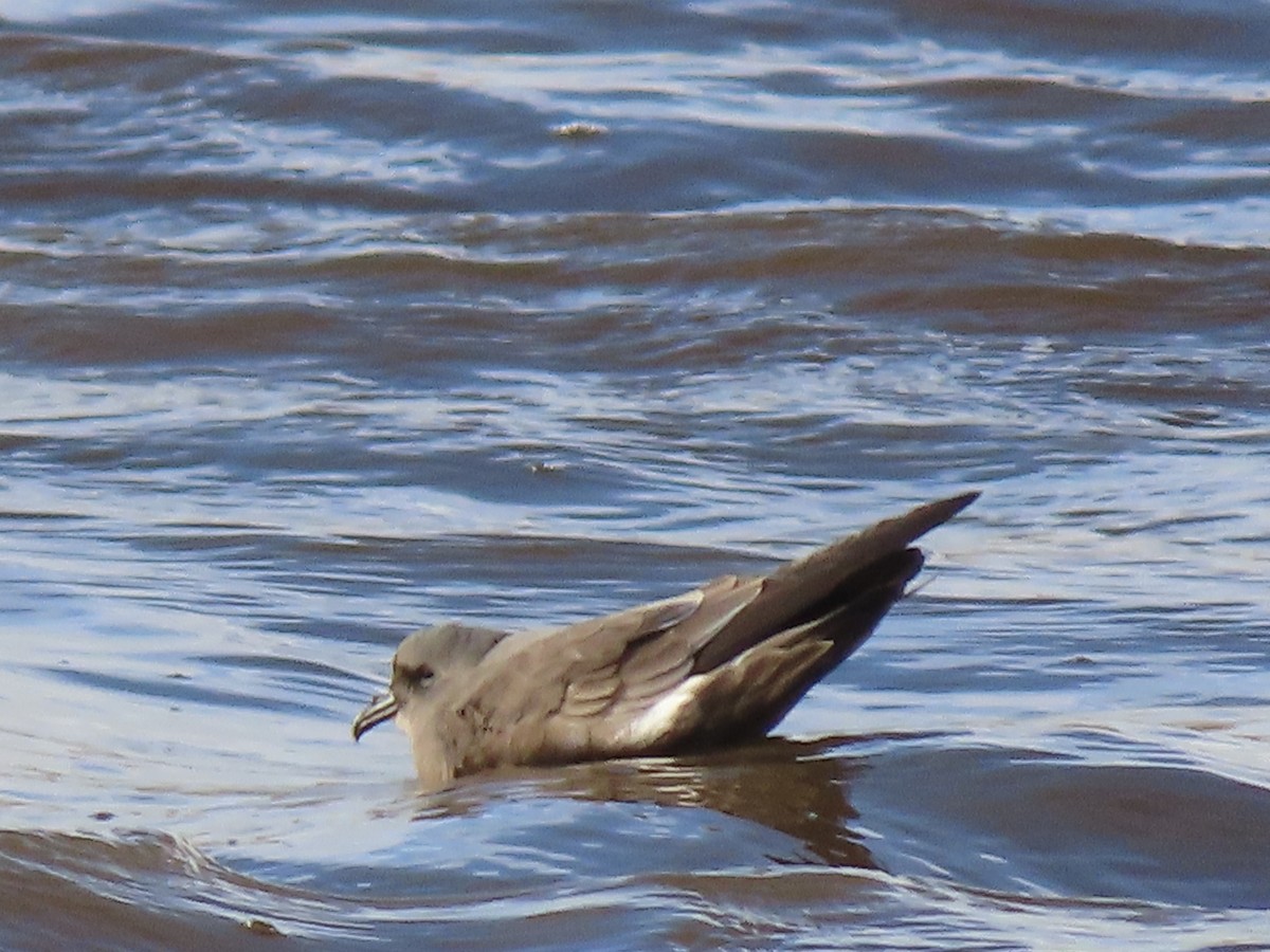 Leach's Storm-Petrel - ML627534881