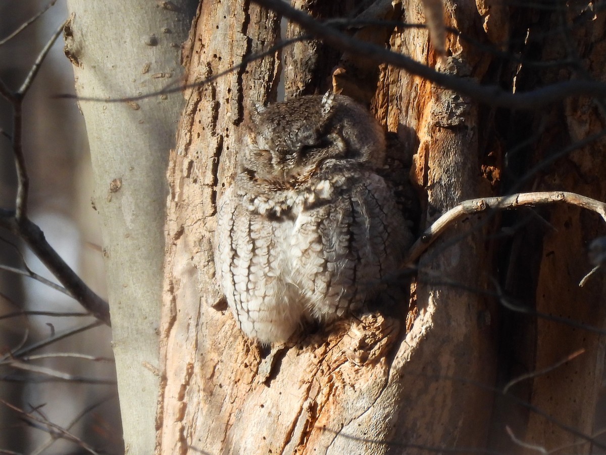 Eastern Screech-Owl - ML627534902