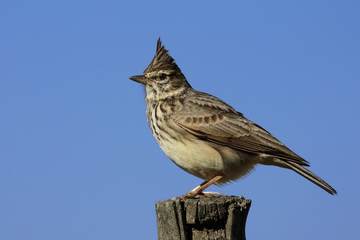 Thekla's Lark - António Gonçalves