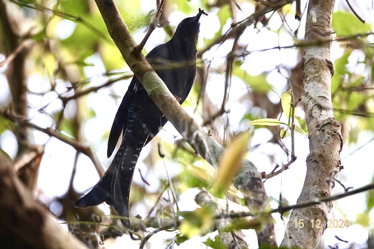 Fork-tailed Drongo-Cuckoo - ML627534929