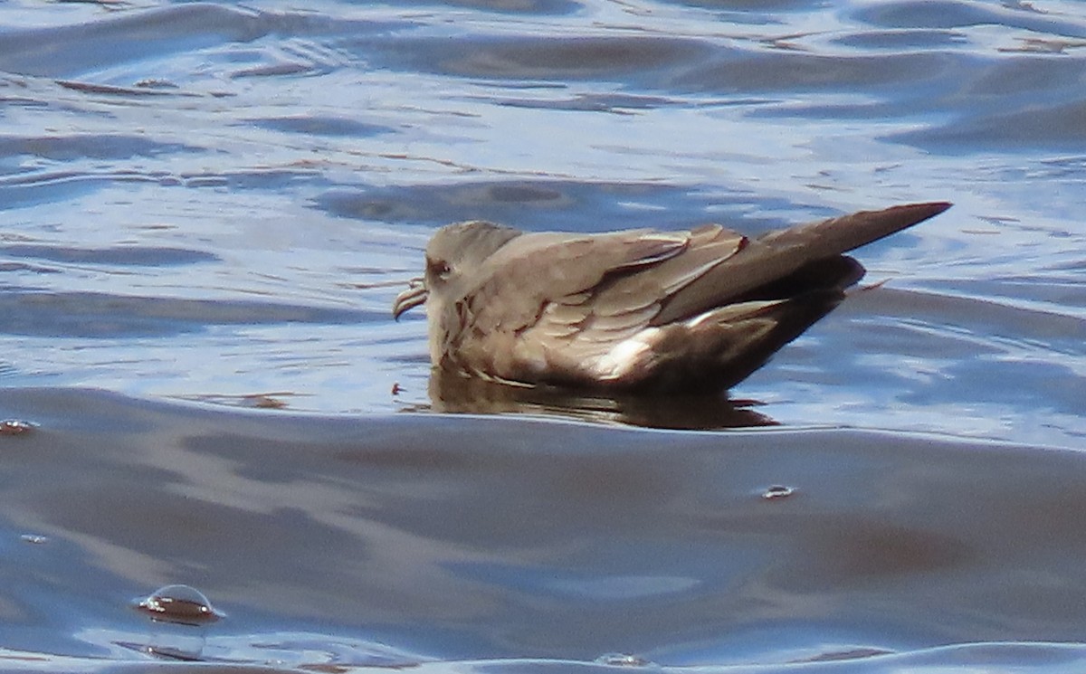 Leach's Storm-Petrel - ML627534939